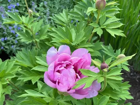 14 Colonial Square Peterborough NH 03458