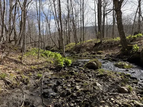 298 Biddle Road Lincoln VT 05443