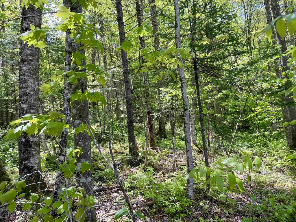 00 Mountain Road Burke VT 05832