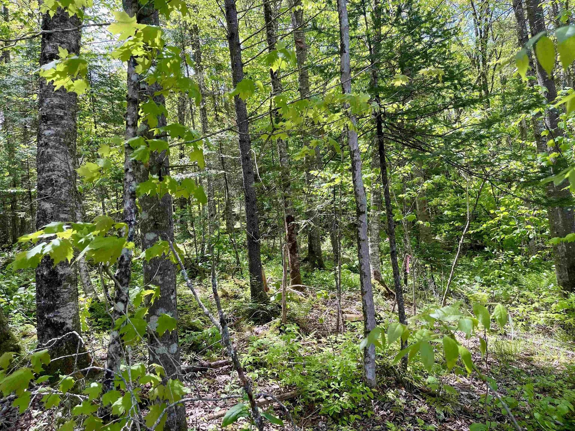 00 Mountain Road Burke VT 05832