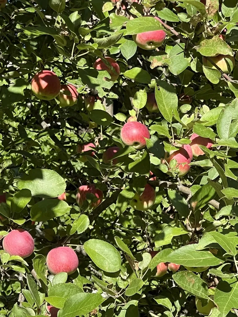 1533 Nelson Hill Road Derby VT 05829