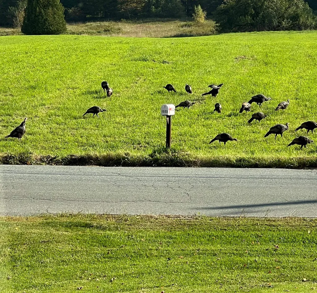 1533 Nelson Hill Road Derby VT 05829