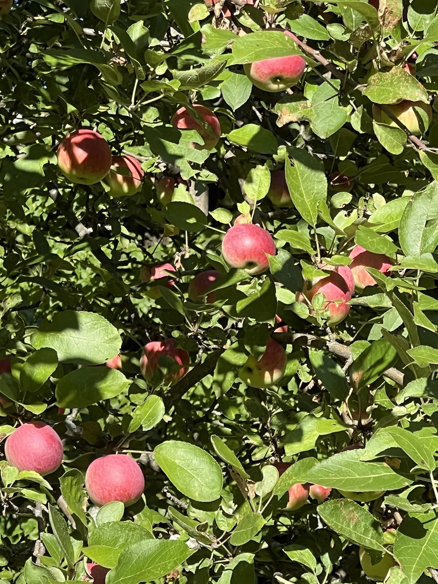 1533 Nelson Hill Road Derby VT 05829