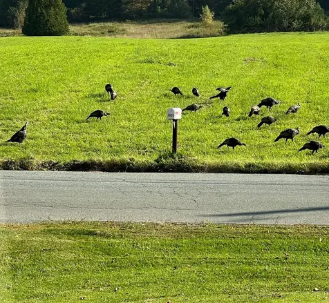 1533 Nelson Hill Road Derby VT 05829