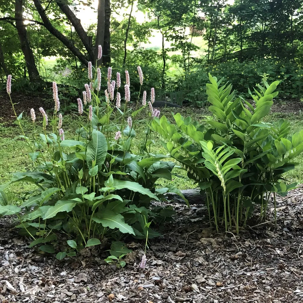 3 Prospect Avenue Randolph VT 05060