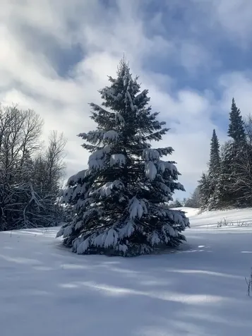 303 Town Highway 19 Craftsbury VT 05827