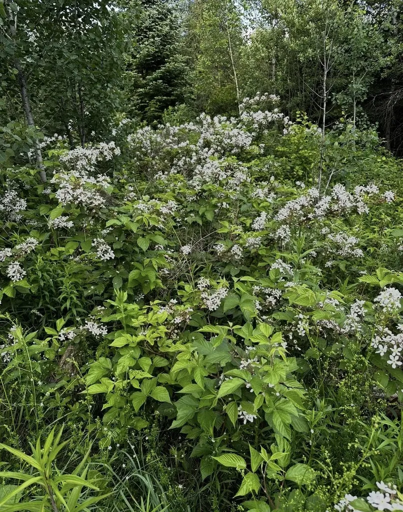 00 Old Coach Road Lyndon VT 05851