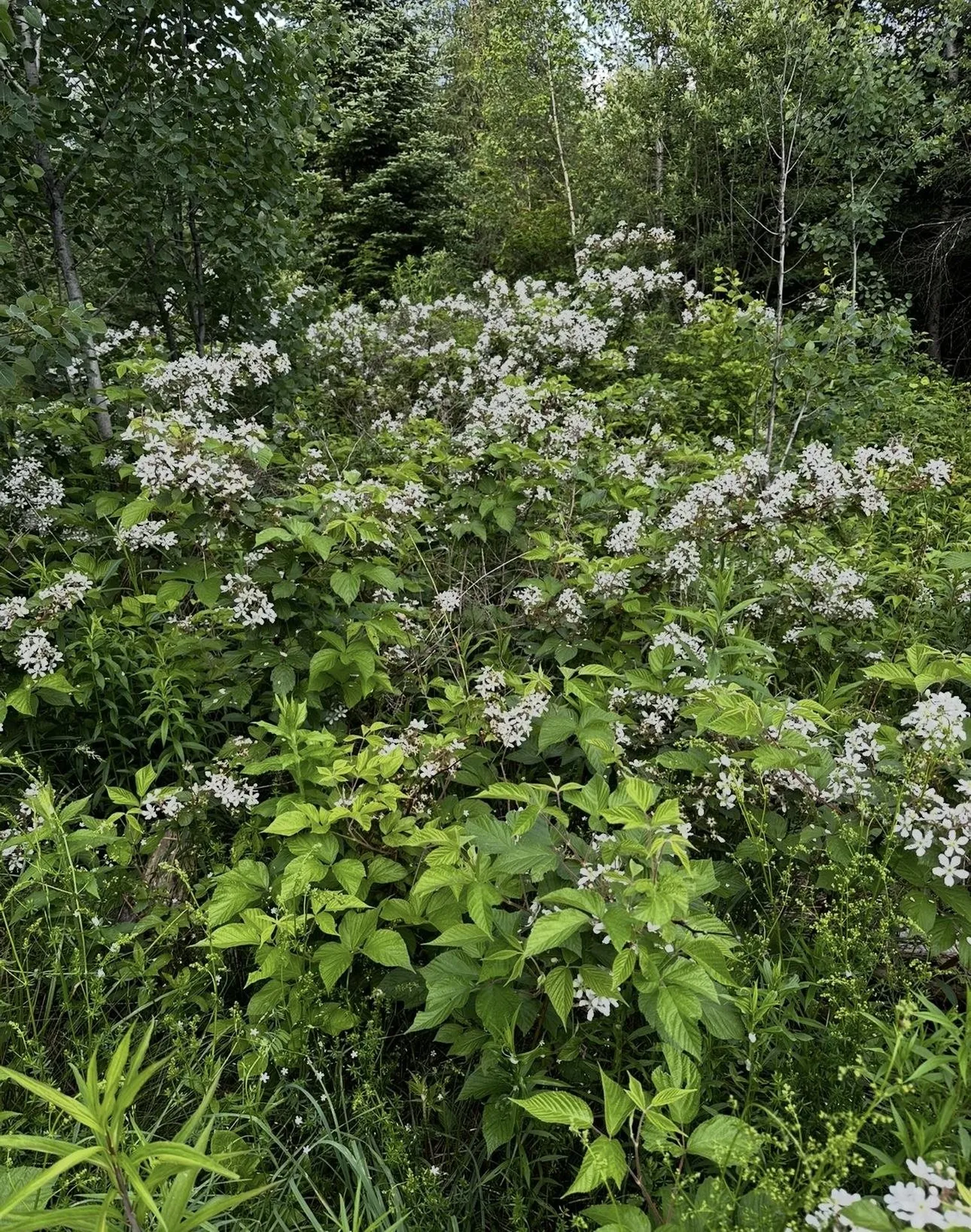 00 Old Coach Road Lyndon VT 05851
