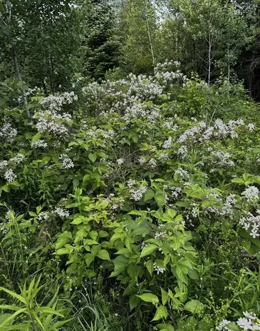 00 Old Coach Road Lyndon VT 05851