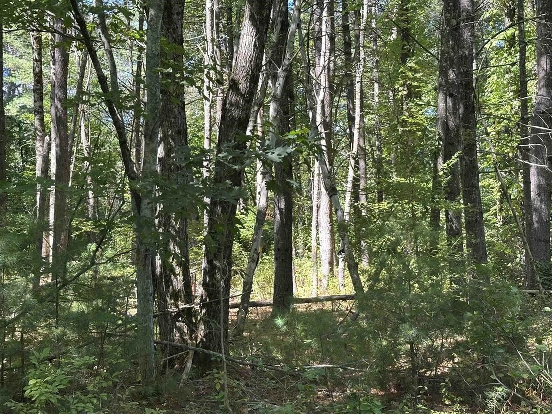 12 Baxter Place Alton NH 03809