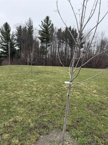 315 North Hill Road Westfield VT 05874