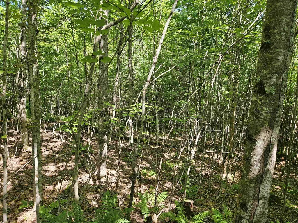 Lot 3.3 Off Parker Road Lisbon NH 03585