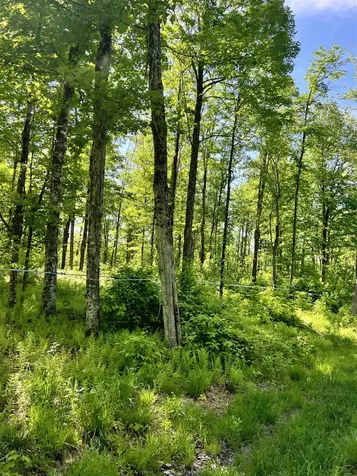 00 Town Hill Road Wolcott VT 05860