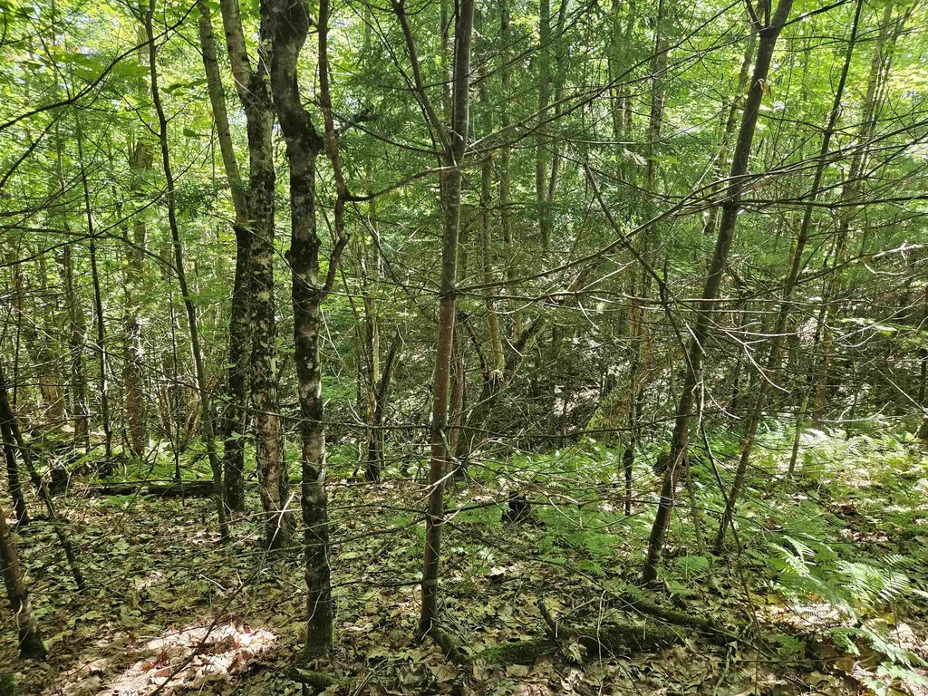 Lot 3.2 Off Parker Road Lisbon NH 03585