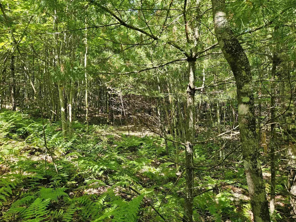 Lot 3.2 Off Parker Road Lisbon NH 03585