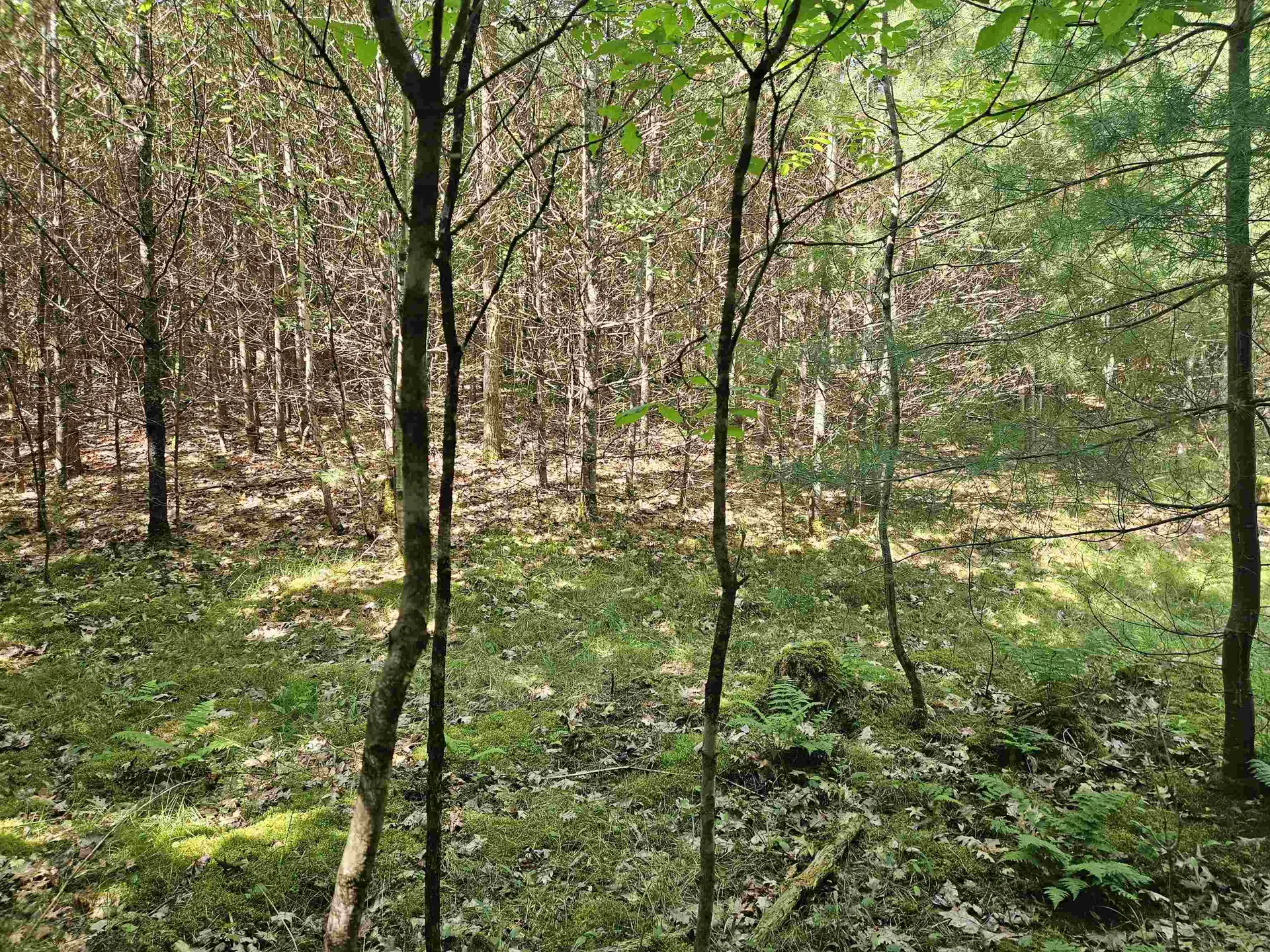 Lot 3.2 Off Parker Road Lisbon NH 03585