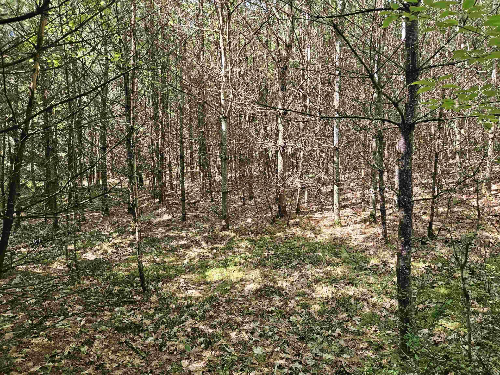 Lot 3.2 Off Parker Road Lisbon NH 03585