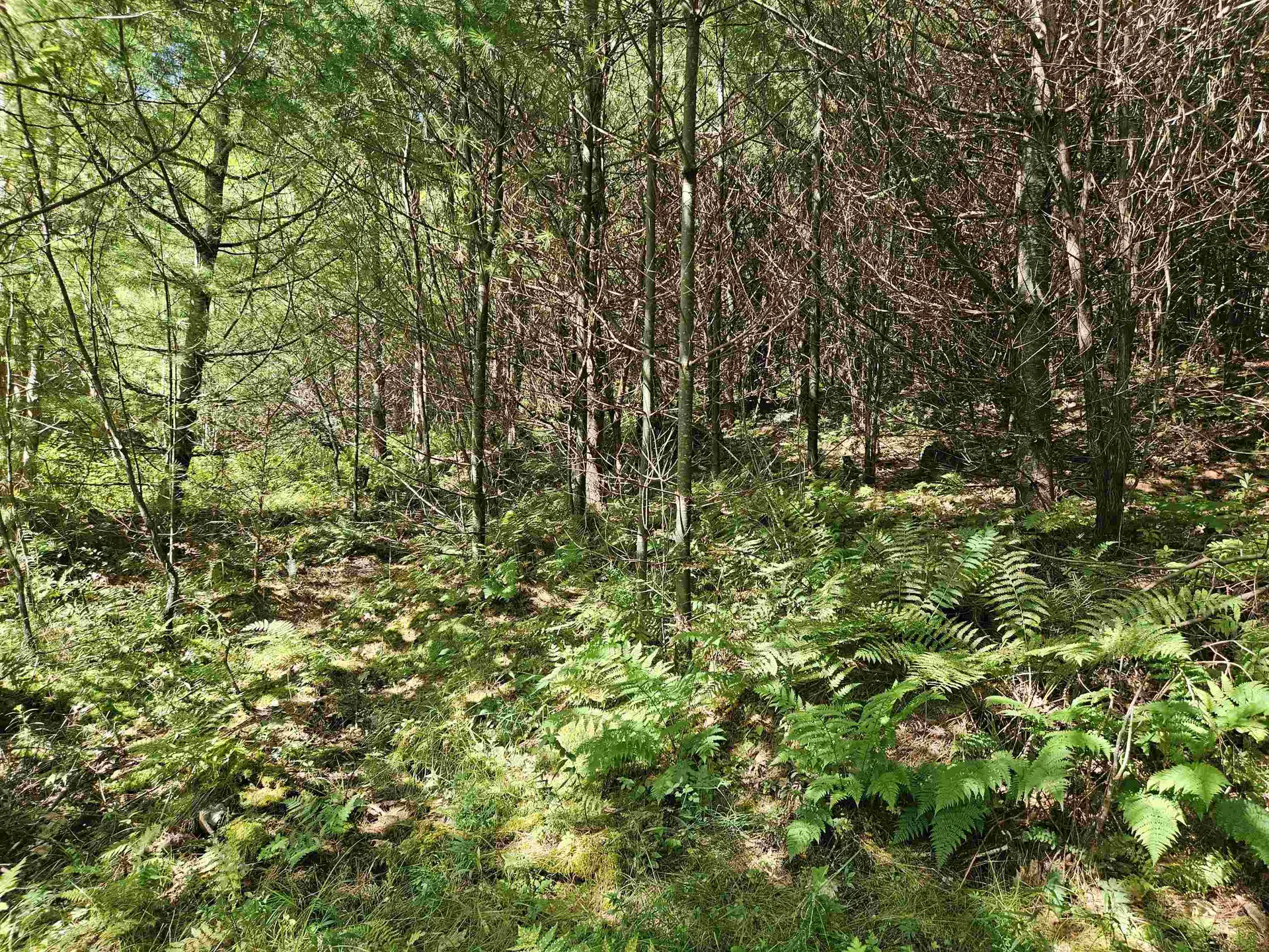 Lot 3.2 Off Parker Road Lisbon NH 03585