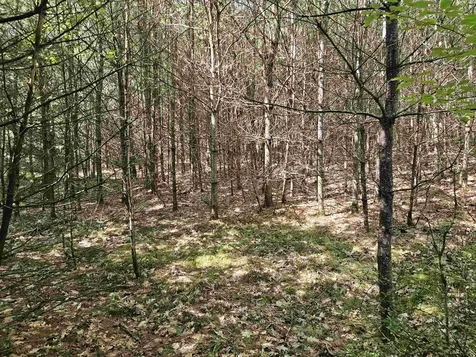 Lot 3.2 Off Parker Road Lisbon NH 03585