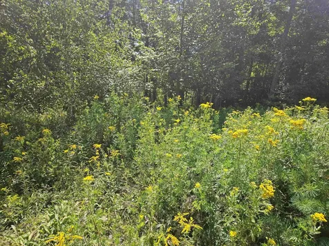 Lot 3.2 Off Parker Road Lisbon NH 03585