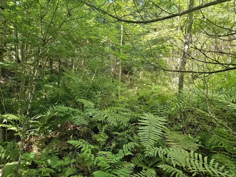 Lot 3.2 Off Parker Road Lisbon NH 03585