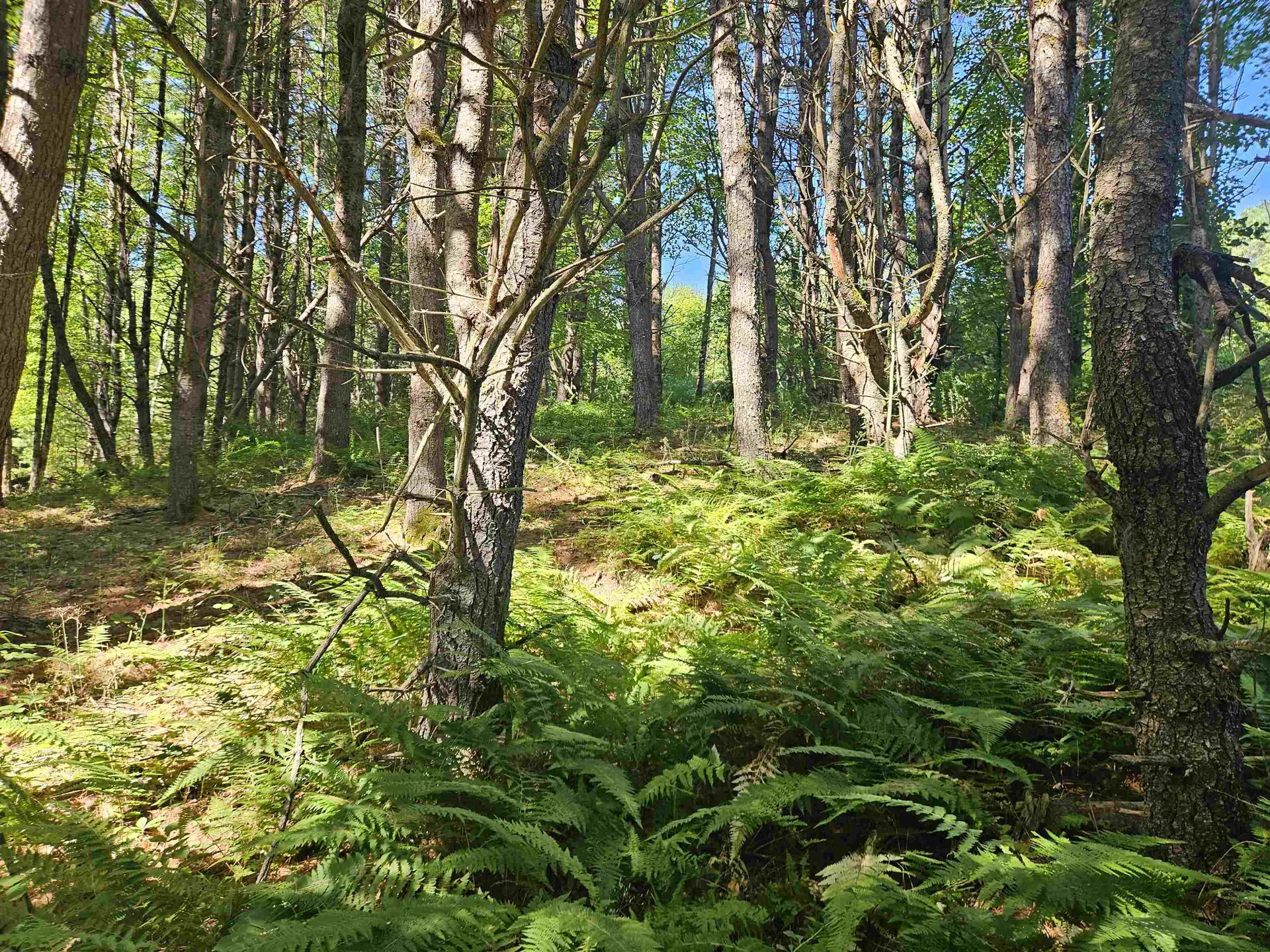 Lot 3.1 Off Parker Road Lisbon NH 03585