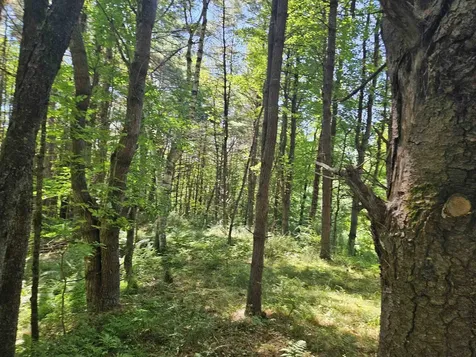Lot 3.1 Off Parker Road Lisbon NH 03585
