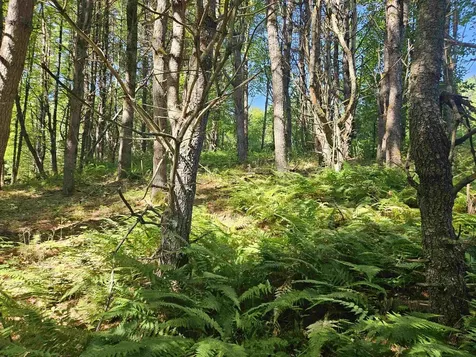 Lot 3.1 Off Parker Road Lisbon NH 03585