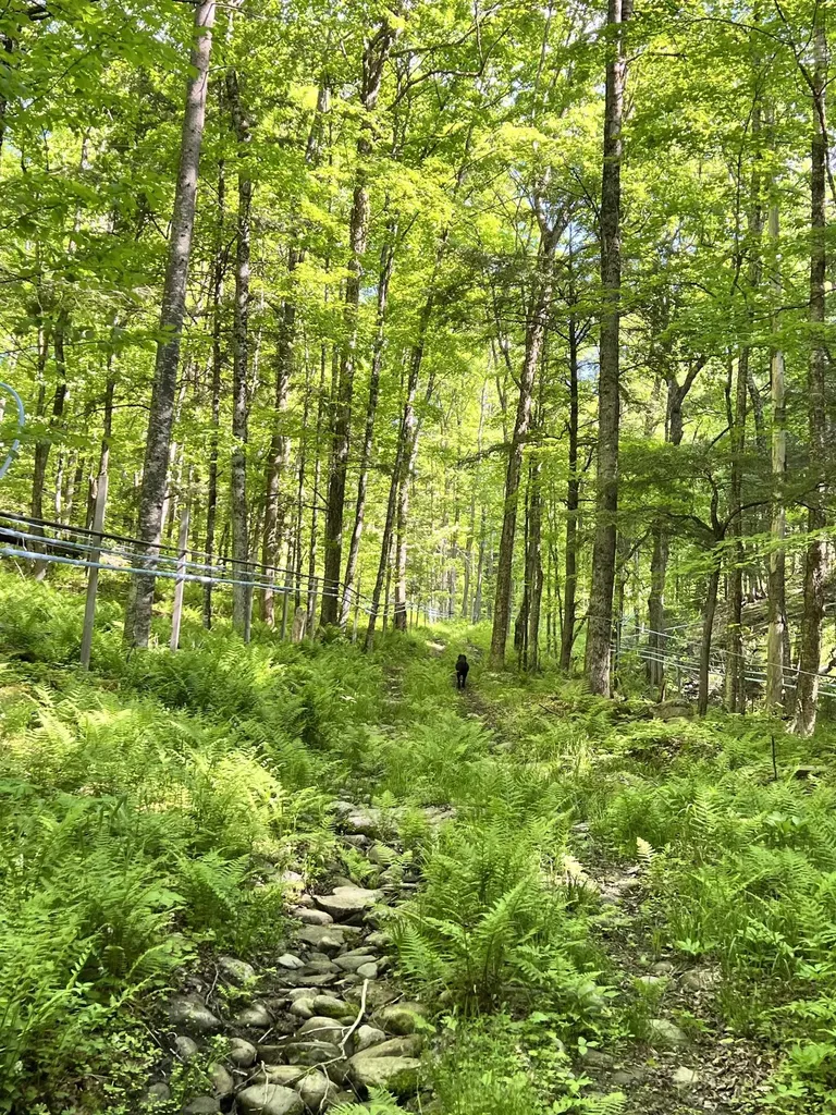 1036 Town Hill Road Wolcott VT 05680