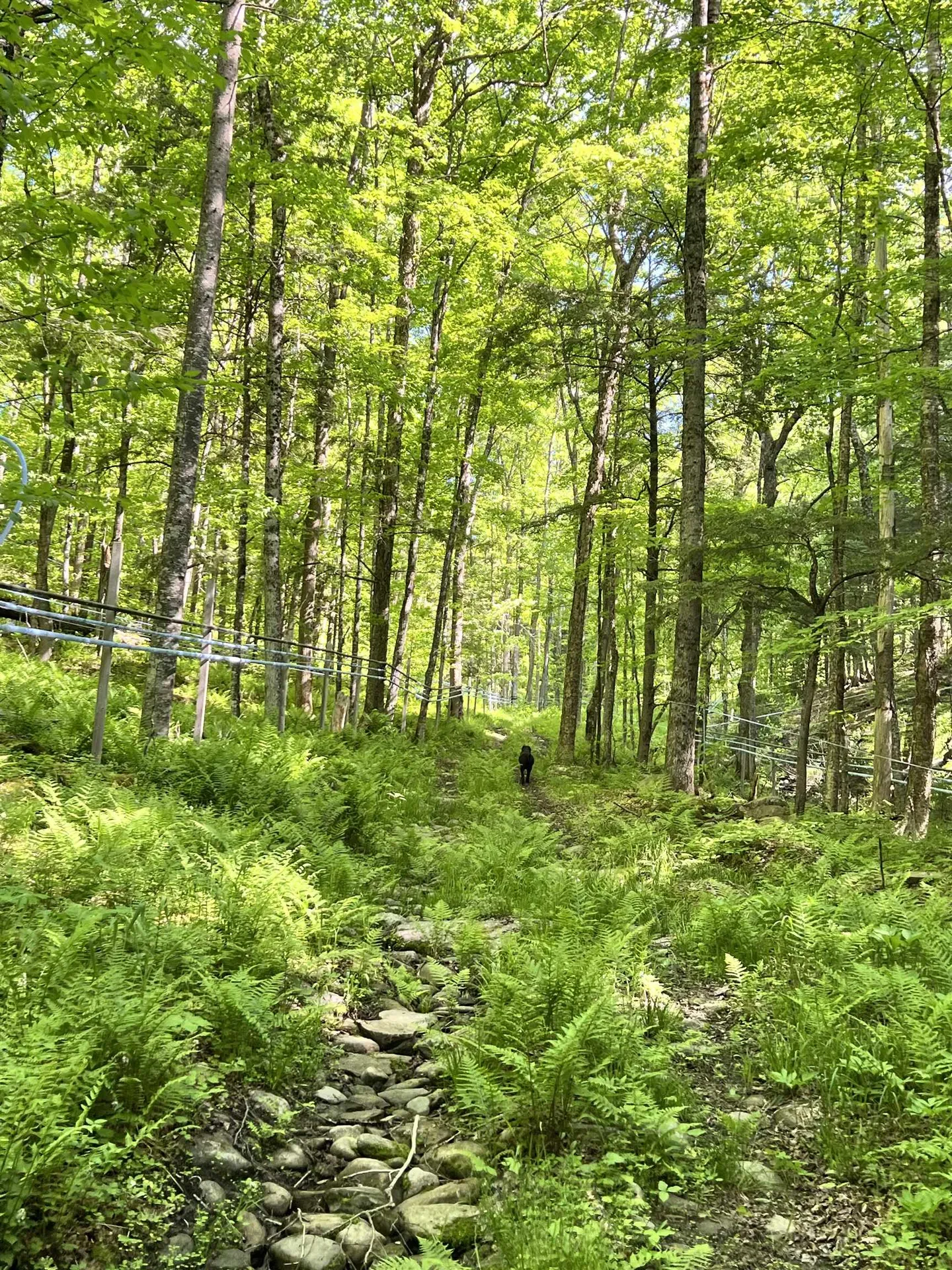 1036 Town Hill Road Wolcott VT 05680