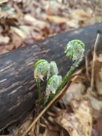 1520 Province Road Gilmanton NH 03237