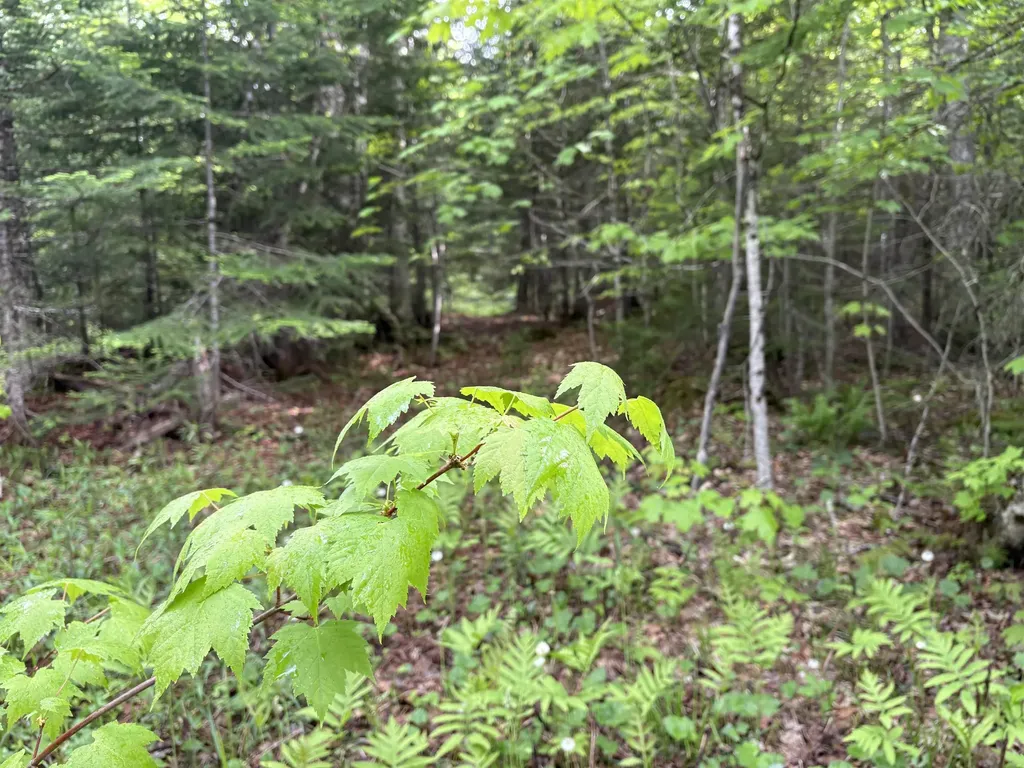 905 Peak Road Wheelock VT 05851