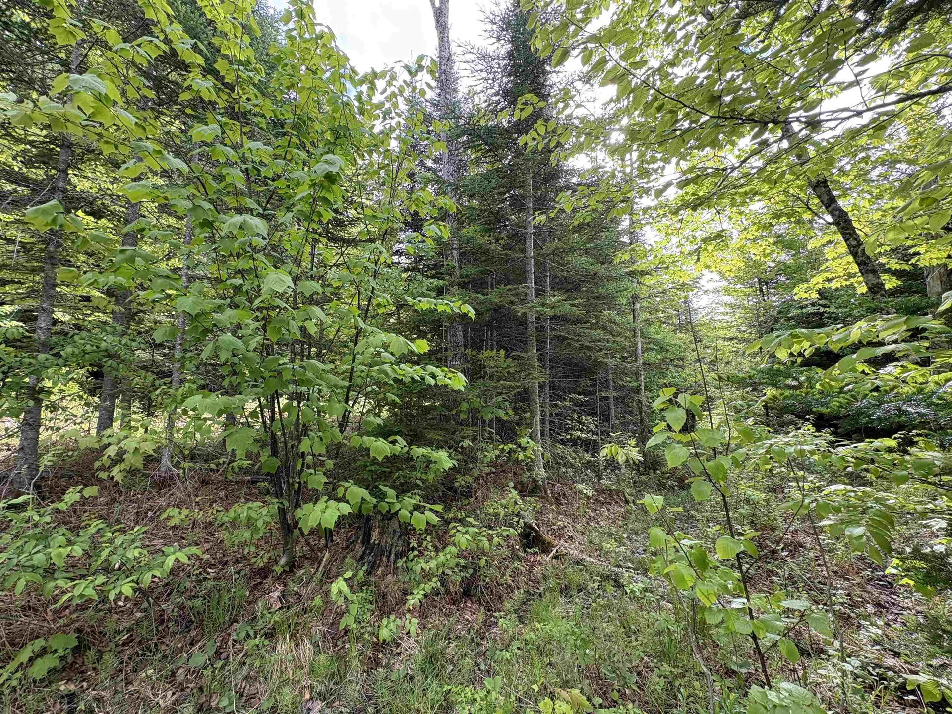 905 Peak Road Wheelock VT 05851