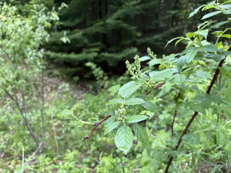 905 Peak Road Wheelock VT 05851