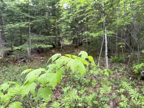 905 Peak Road Wheelock VT 05851