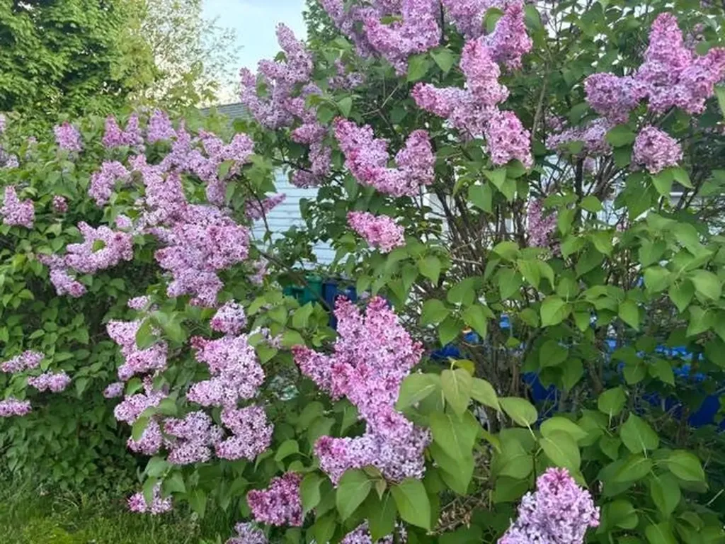 6 Rice Terrace Hampton NH 03842