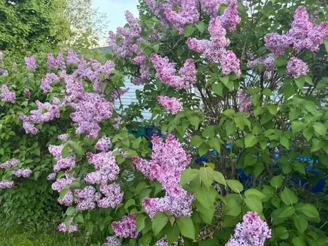 6 Rice Terrace Hampton NH 03842