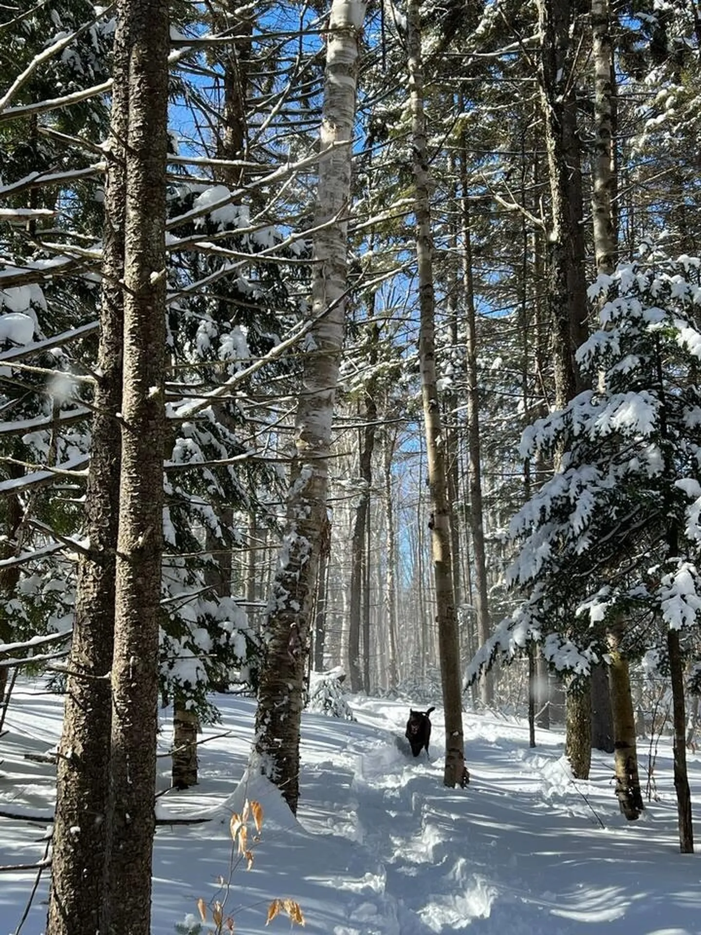 51 Rushford Valley Road Montgomery VT 05471