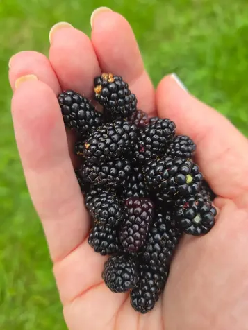 383 Jones Road Highgate VT 05457