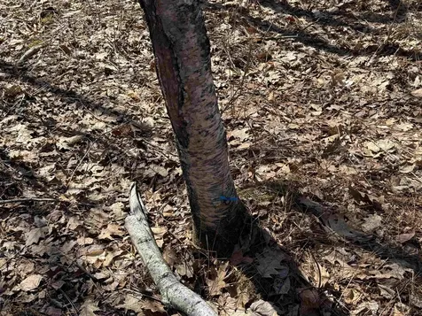 0 White Mountain Highway Wakefield NH 03872