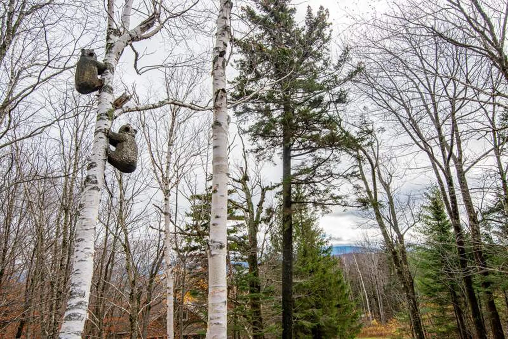 20 Blackberry Lane Peru VT 05152