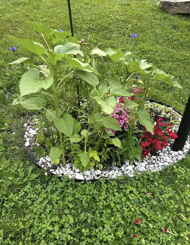 153 Pittsford Commons Pittsford VT 05763