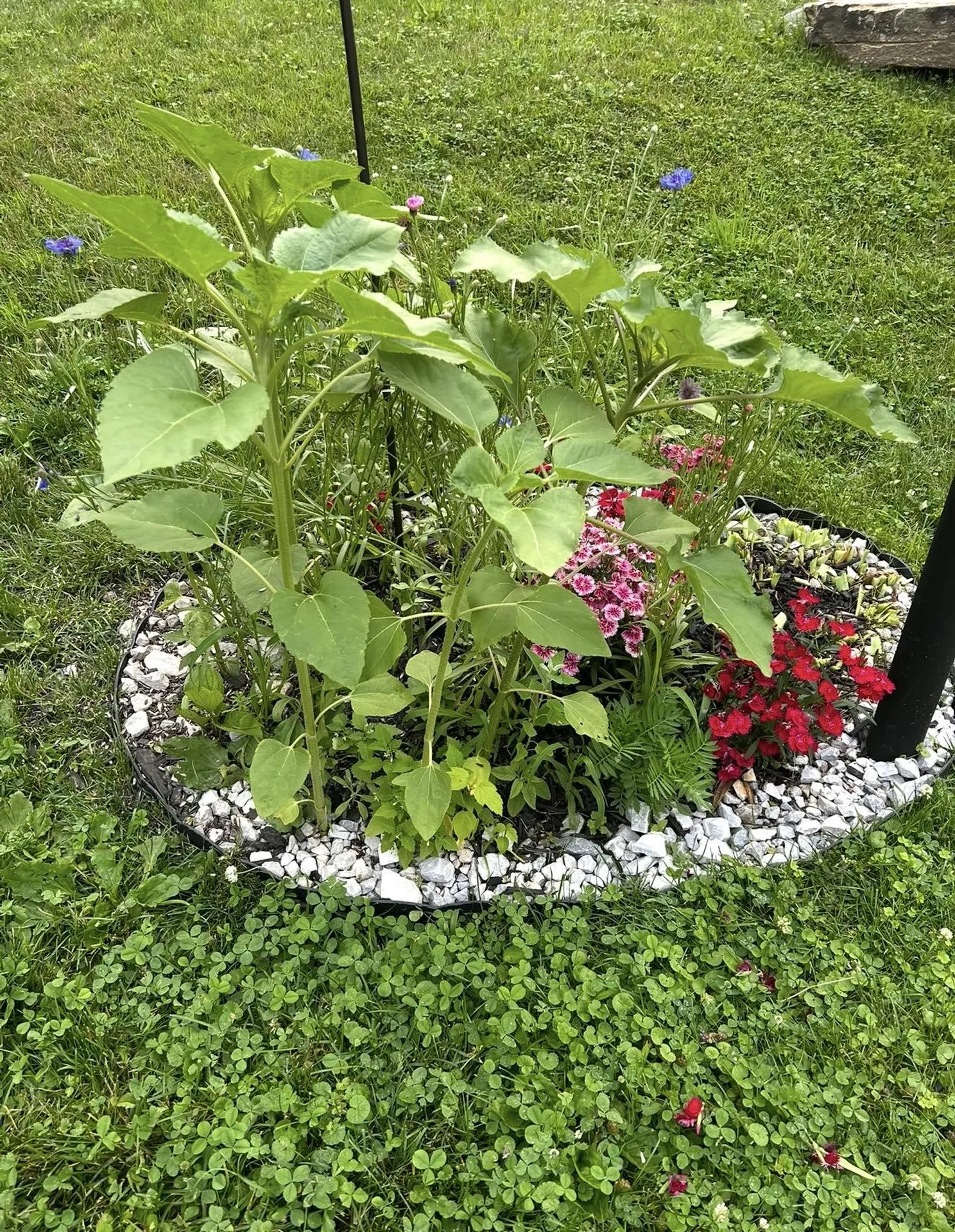 153 Pittsford Commons Pittsford VT 05763