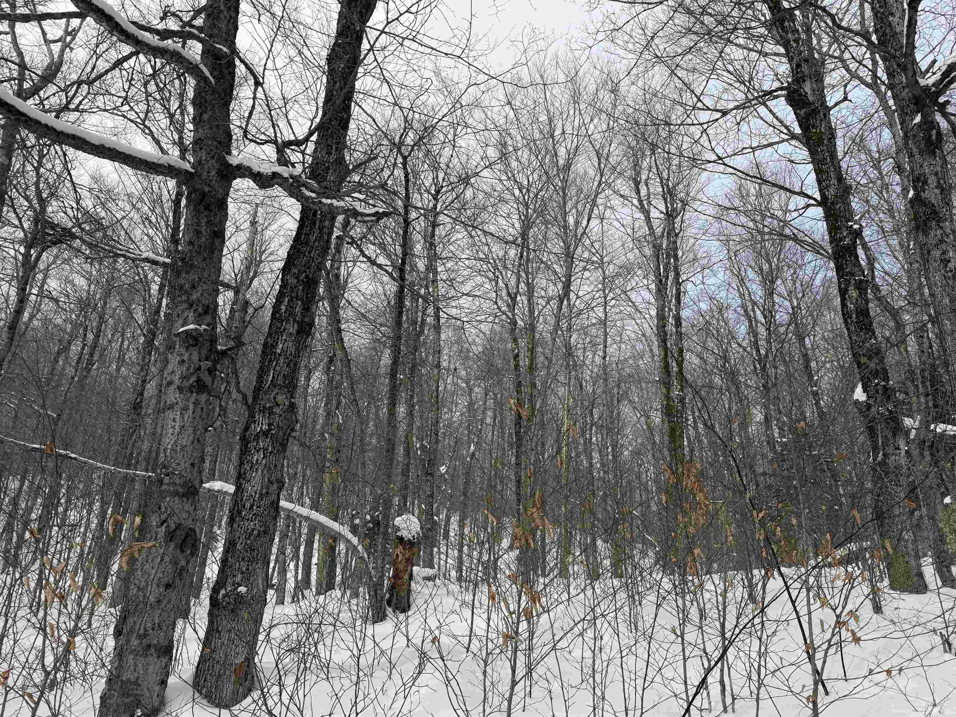 326A Bergabhang Drive Stamford VT 05352