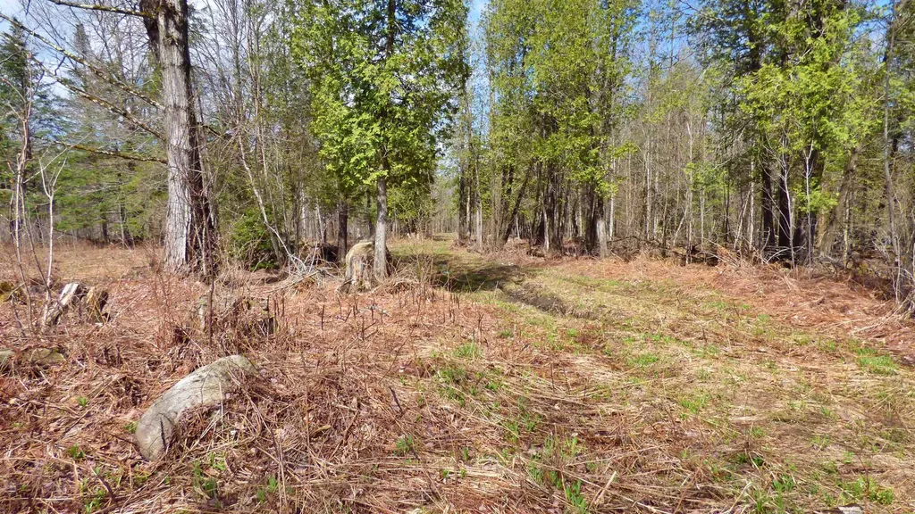 Spar Hawk Road Wheelock VT 05851