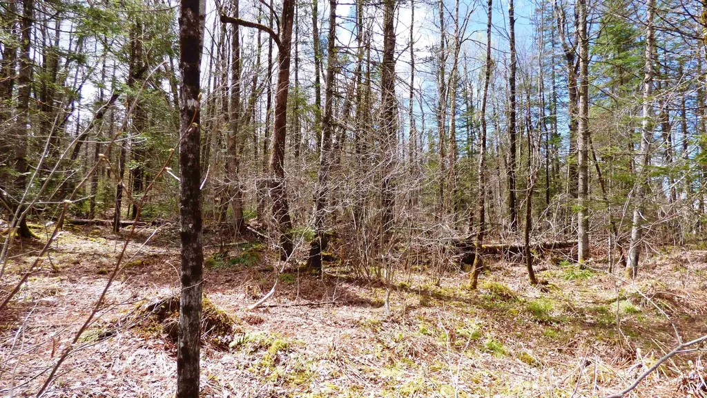 Spar Hawk Road Wheelock VT 05851