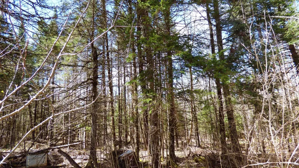 Spar Hawk Road Wheelock VT 05851