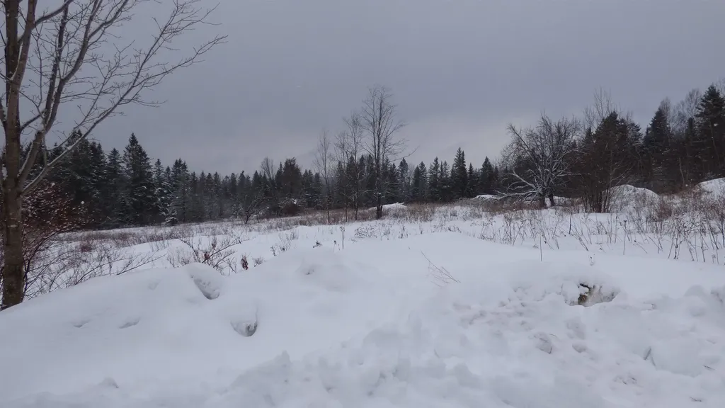 Spar Hawk Road Wheelock VT 05851