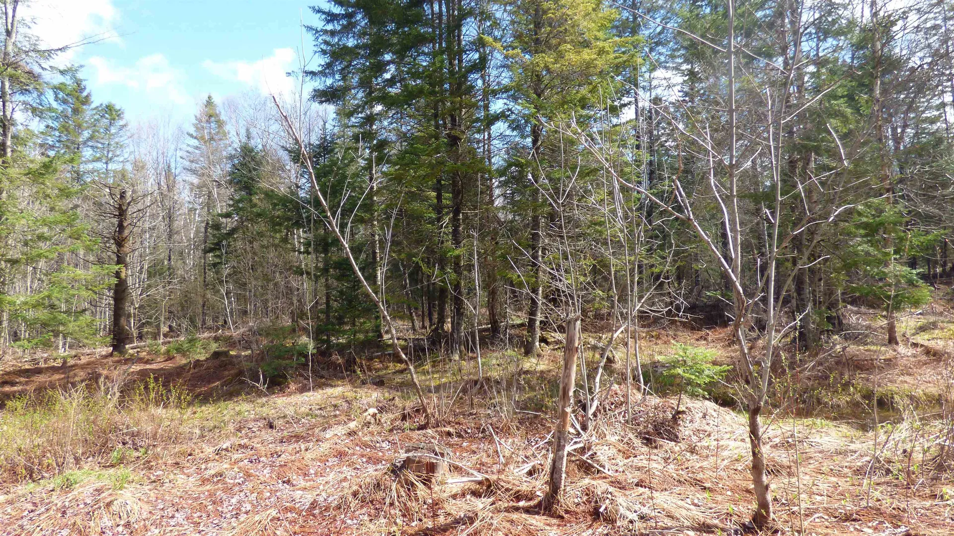 Spar Hawk Road Wheelock VT 05851