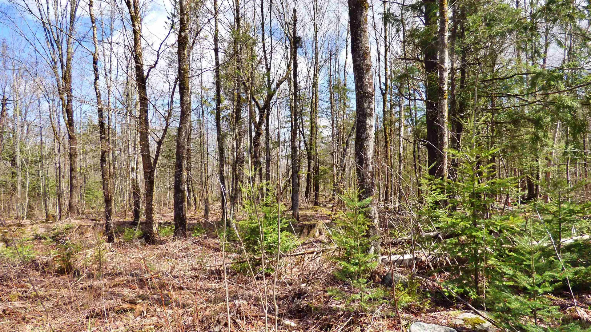 Spar Hawk Road Wheelock VT 05851